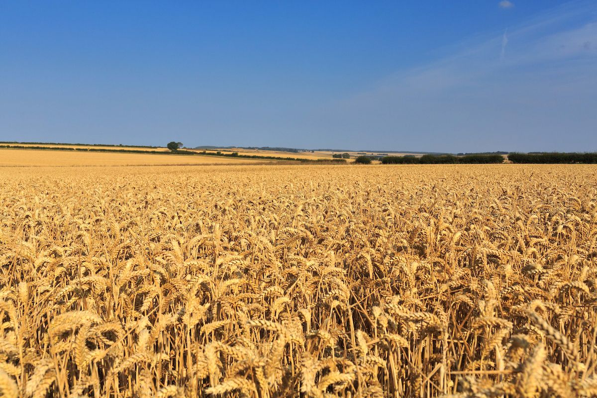 SYNGENTA UK LTD