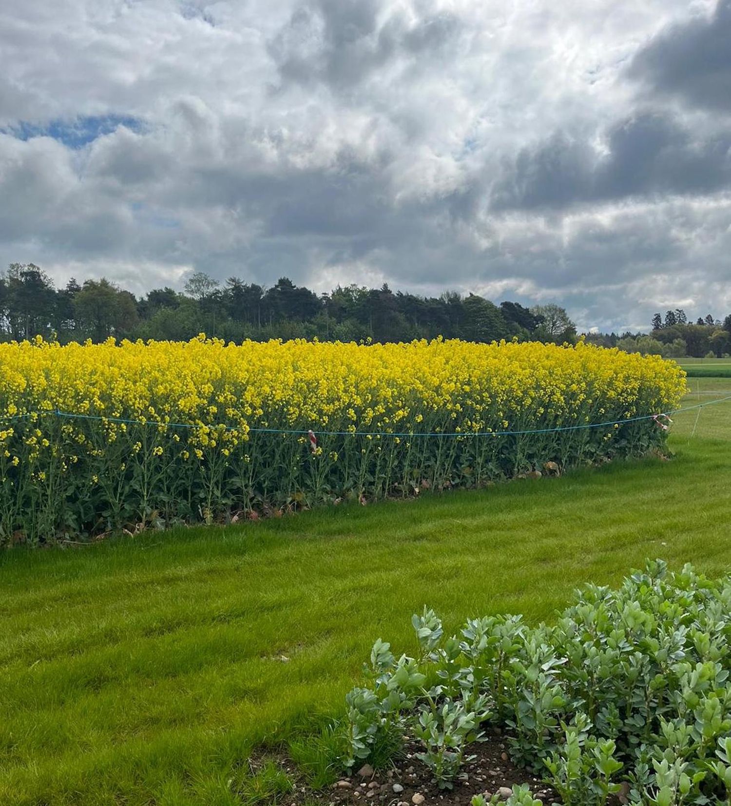 NPZ UK PLANT BREEDING LTD