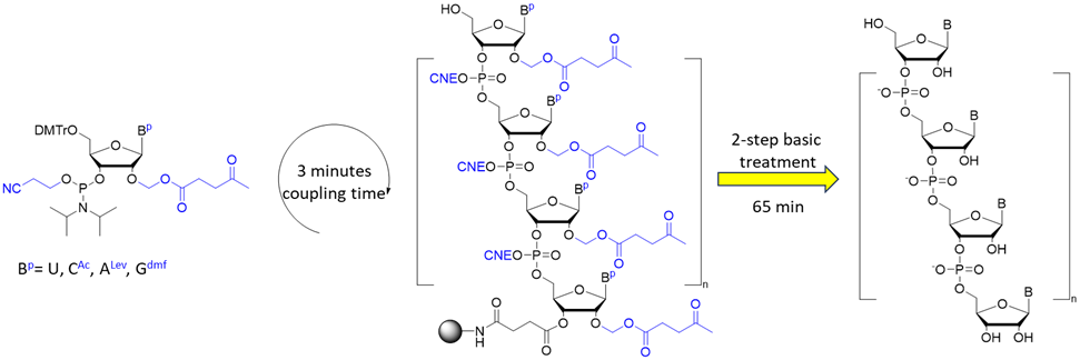 High Throughput RNA Synthesis Using 2’-O-Acetal Levulinyl Esters (ALE) Phosphophoramidites