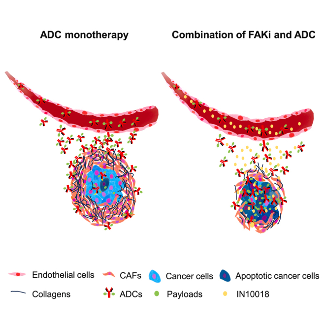 Targeting FAK improves the tumor uptake of antibody-drug conjugates to strengthen the anti-cancer responses