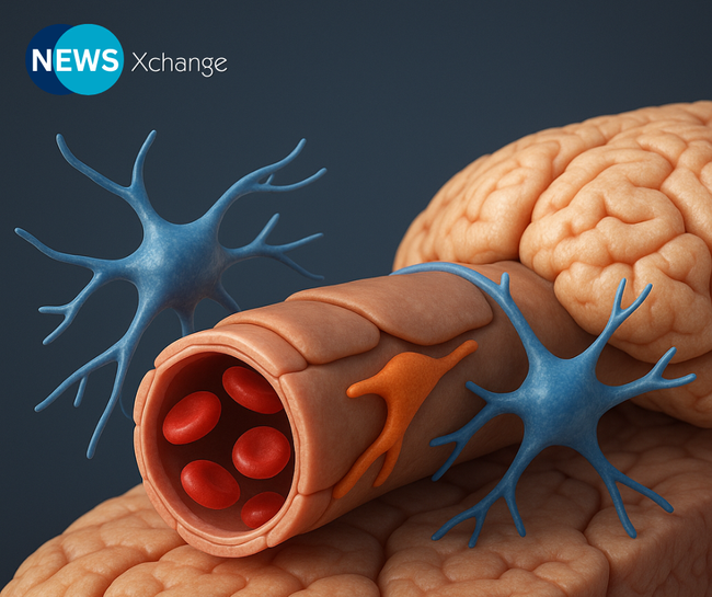 Restoring Endothelial Homeostasis for Alzheimer’s Therapy: Mechanistic and Translational Insights from Multivalent Modulation of Blood–Brain Barrier Transport