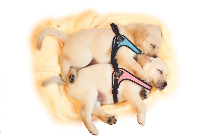 Tre Ponti Easy Fit Classic Harness Pats 2020 All The Pet Brands Under One Roof Pet Industry Event