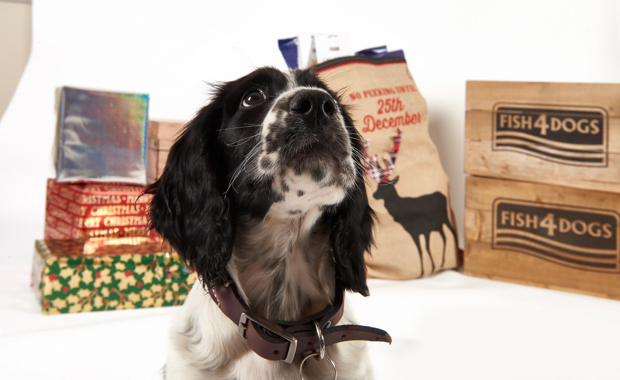 Firm favourite – Jasper counting down the days ‘til Christmas