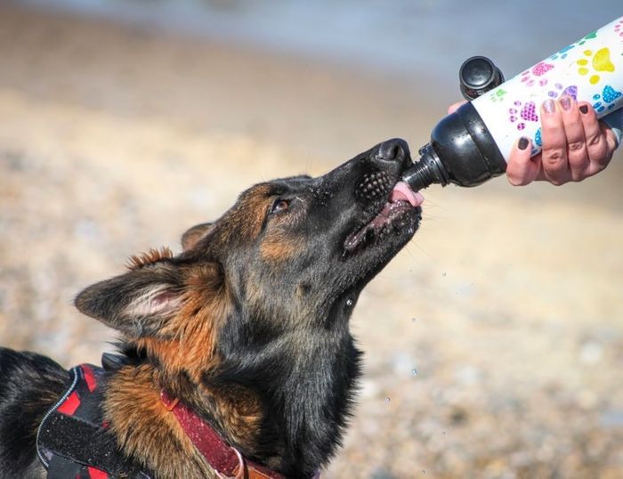 Lick 'n Flow Dog Water Bottle
