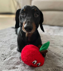 WufWuf - Apple Plush Dog Toy
