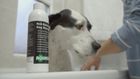 Anti-Bacterial Dog Shampoo