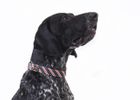 Striped dog collar & lead range