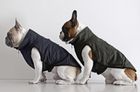 Windsor Jacket for Bulldogs & Frenchies in Navy