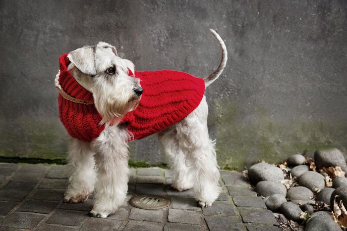 DOGUE Cable Knit Jumpers