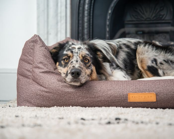 Luxury Dog Beds
