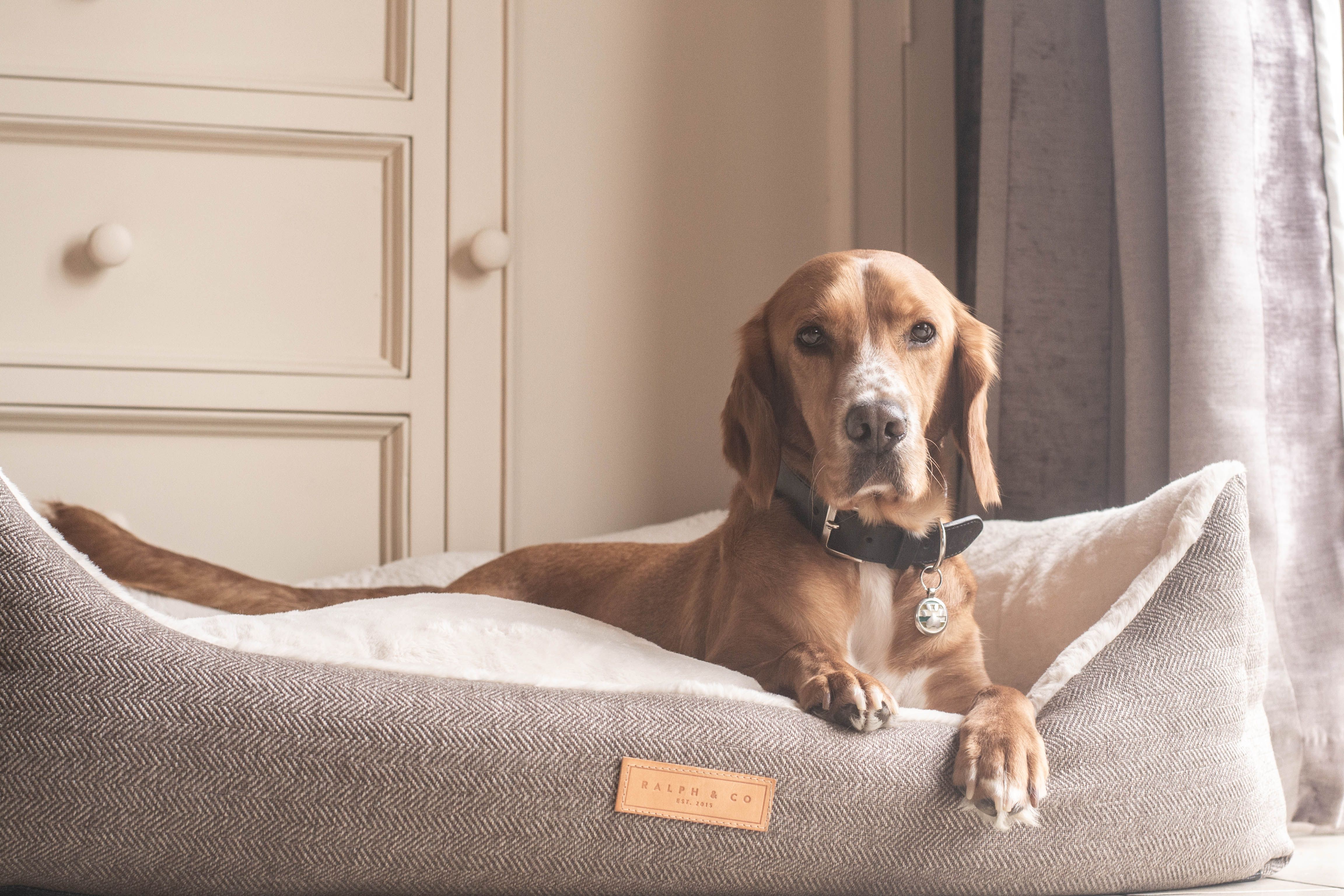Luxury Dog Beds