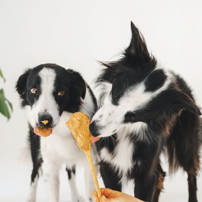 Gizzls Peanut Butter & Blueberry Dog Treats