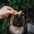 Gizzls Peanut Butter & Turmeric Dog Treats
