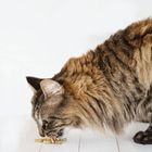 Gizzls Fishy Catnip Cat Treats
