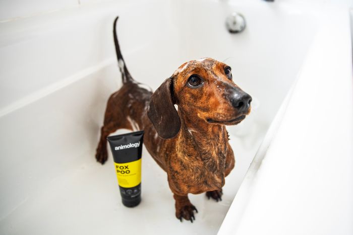 Animology Fox Poo Shampoo