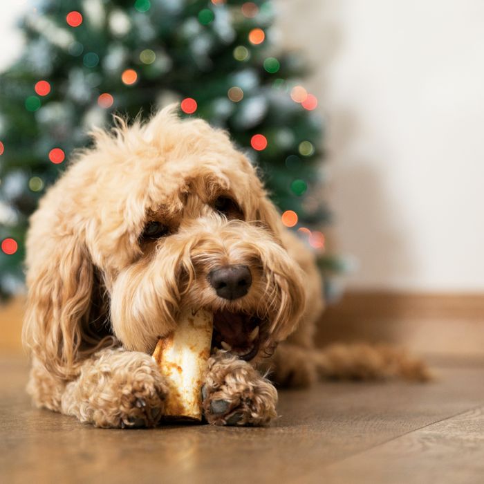 Top-performing Christmas treat range returns to PATS!