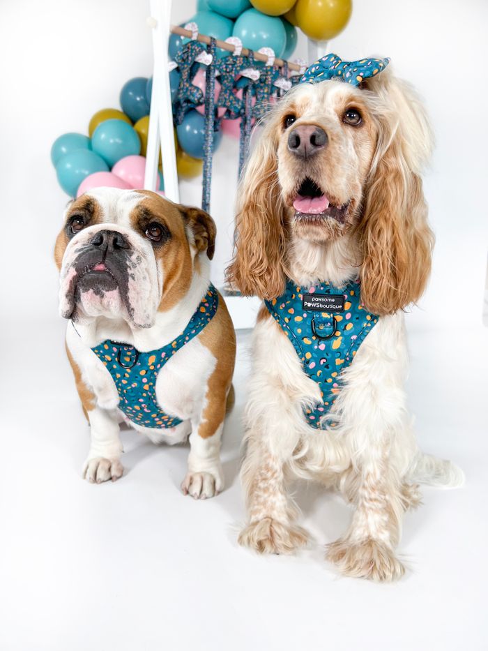 Independent pet business strikes up a collaboration with UK retail giant