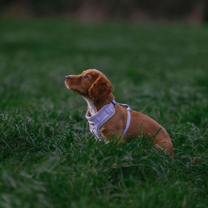 Adjustable Airmesh Dog Harness