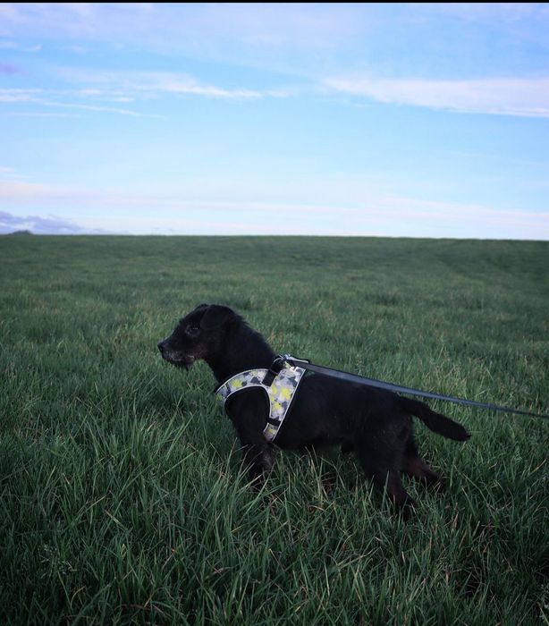 Snappy Dog Harness