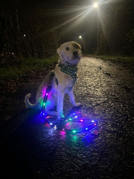 Light Up Dog Lead