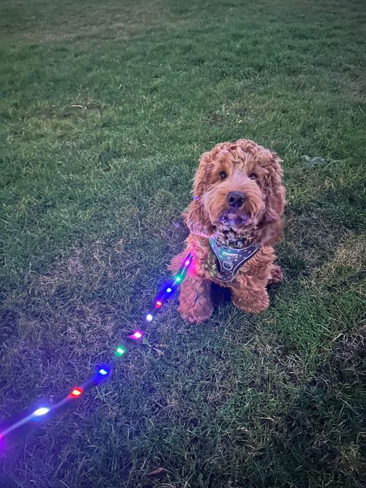 Light Up Dog Lead