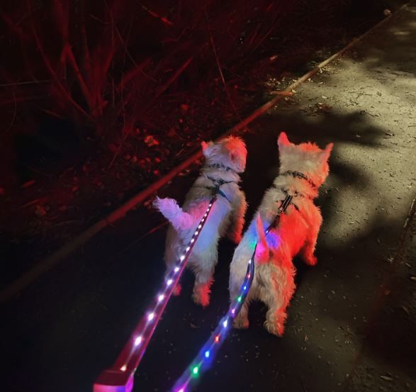 Light Up Dog Lead