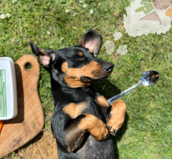 Venison Raw dog Food - Enriched with Antler Powder