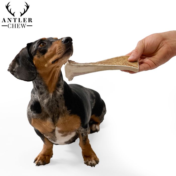 Elk Antler Chews -Super strong and durable