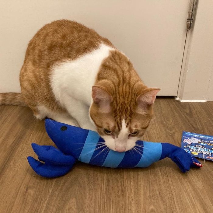 Petio Lobster Catnip Kicking Toy (Blue Toy Range)