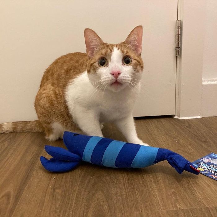 Petio Lobster Catnip Kicking Toy (Blue Toy Range)