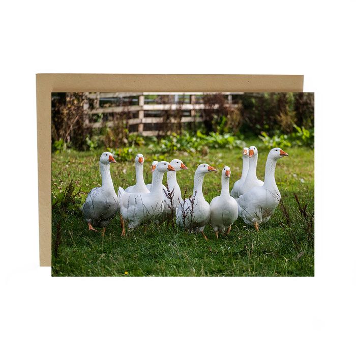 Farm Animal cards