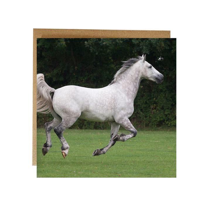 Horse greeting cards