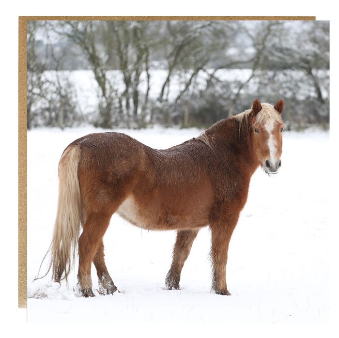 Horse greeting cards