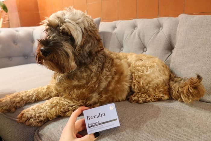 Be:Calm Nourishing Pet Shampoo Bar