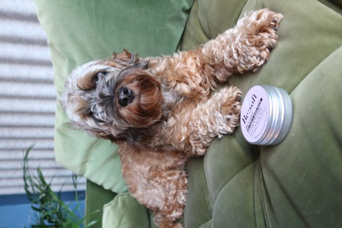 Be:Soft Pet Nose & Paw Balm