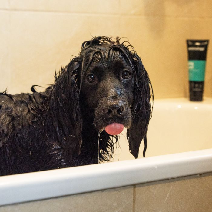 Animology Spa Day Shampoo