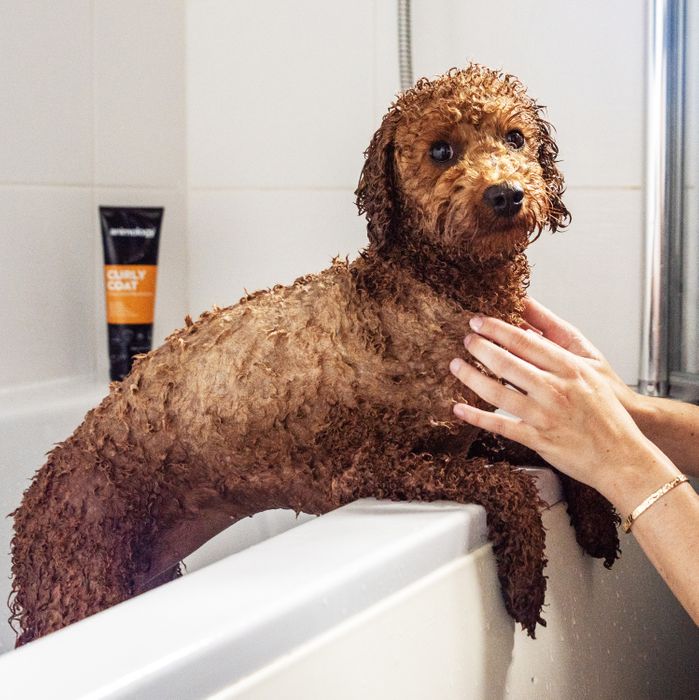 Animology Curly Coat Shampoo