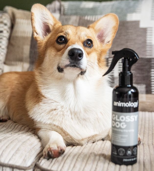 Animology Glossy Dog Conditioning Spray