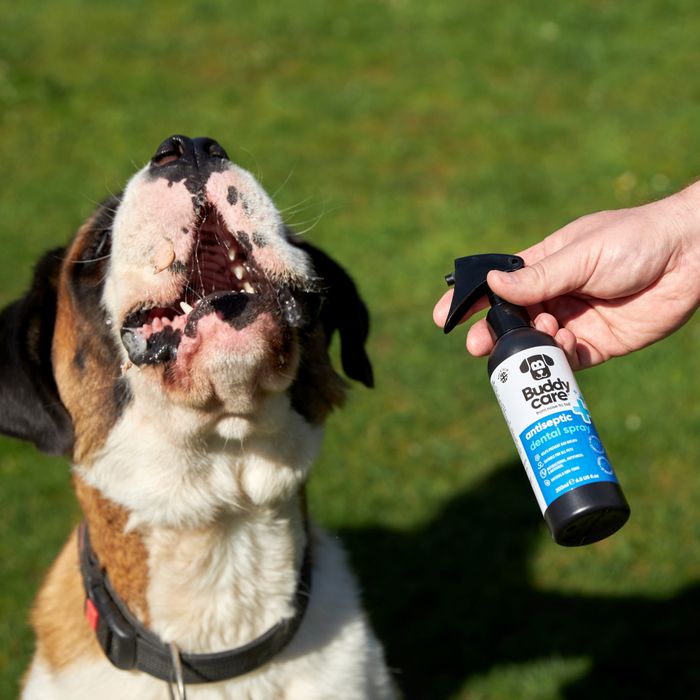 Buddycare Pet Antiseptic Dental Spray