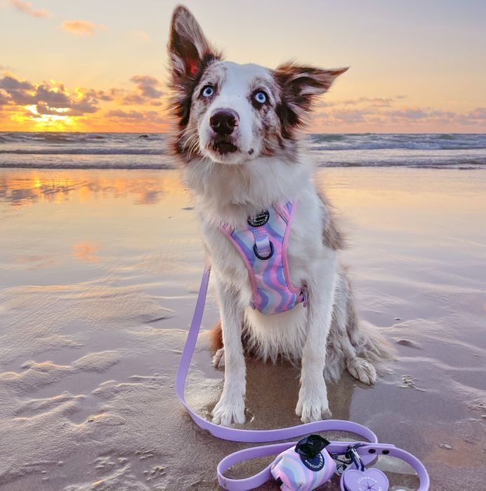 Pawsome Paws Boutique Best Sellers