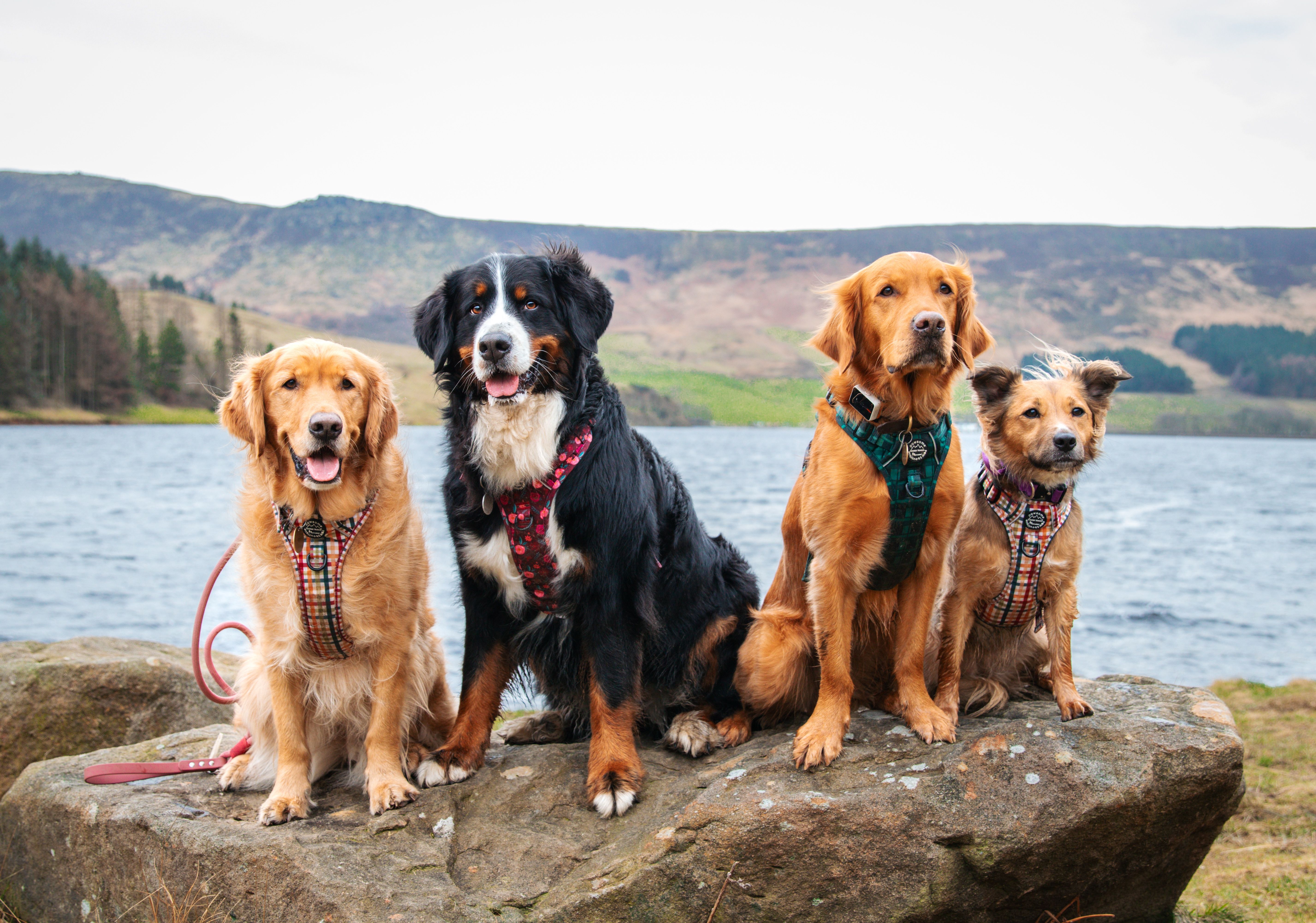 Pawsome Paws Boutique Best Sellers