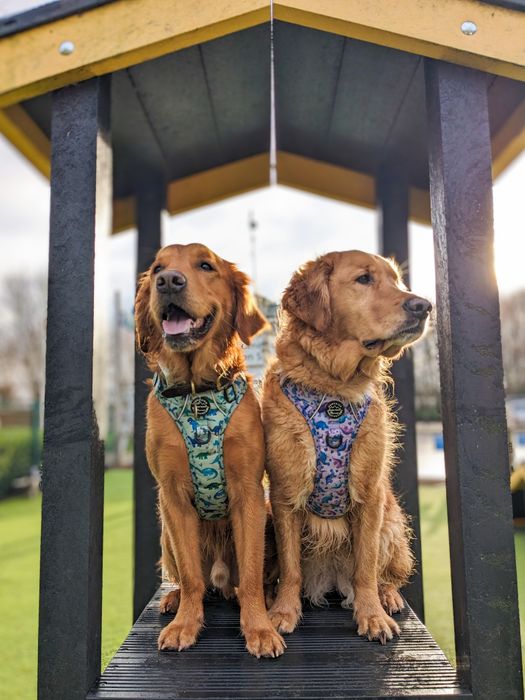 Pawsome Paws Boutique Best Sellers
