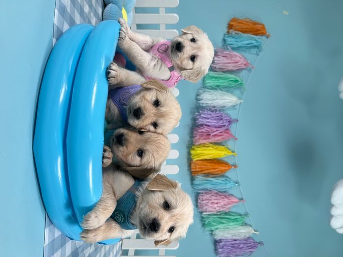 Pawsome Pup Collection