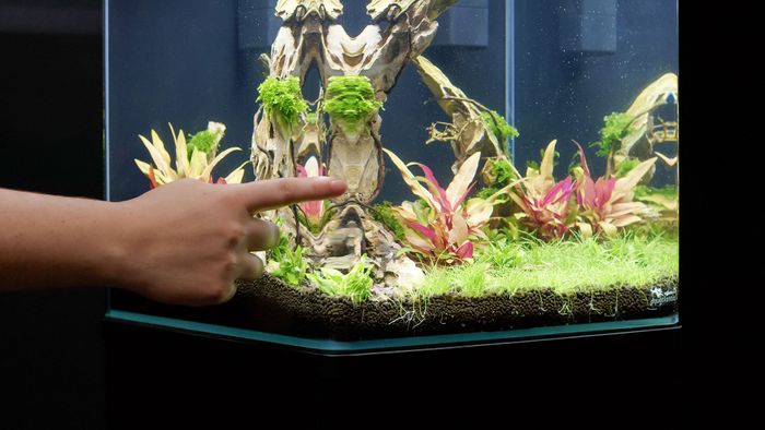 Kubus Curve Aquariums