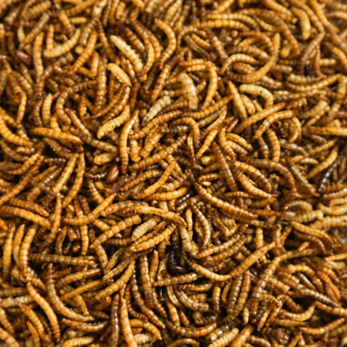 The Wild Bird Mealworm (400g)