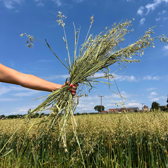 Outstanding Oat Hay 1kg