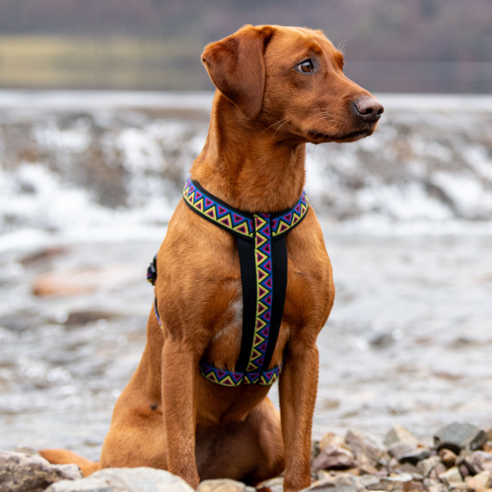 Go-Cee-Y Cosmos Harness
