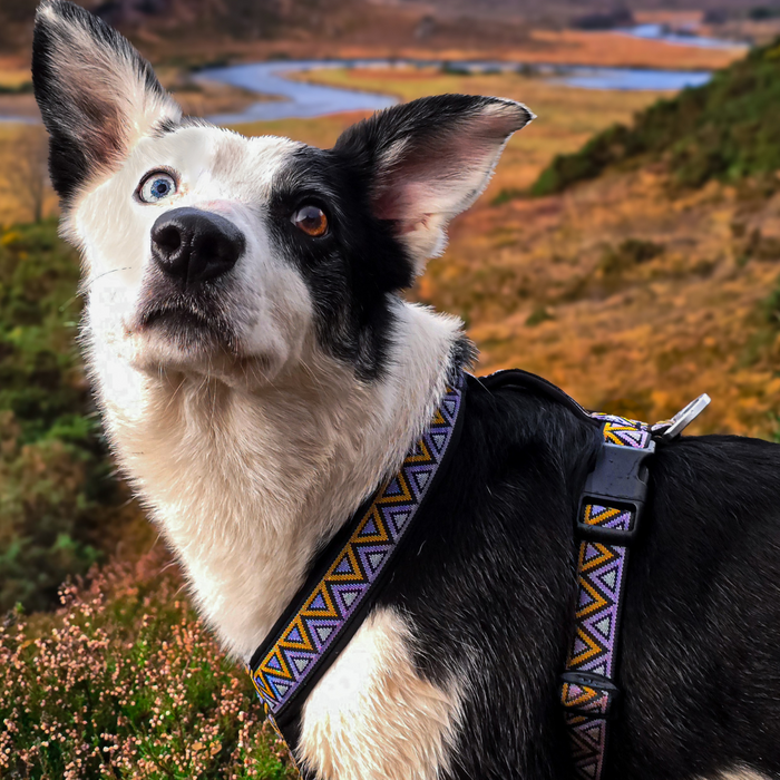Go-Cee-Y Erysimum Harness