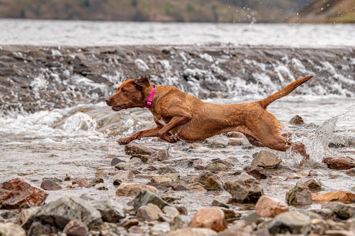 Stink Proofed Pink Collar