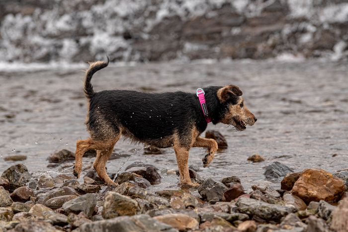 Stink Proofed Pink Collar